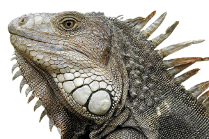 Iguana PNG-93195